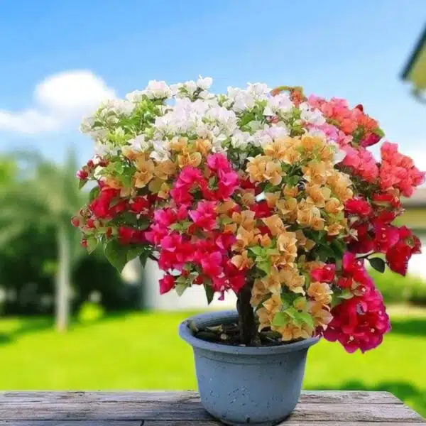 Bougainvillea (Paperflower) Multicolor Grafted Plant (4-5Colors)
