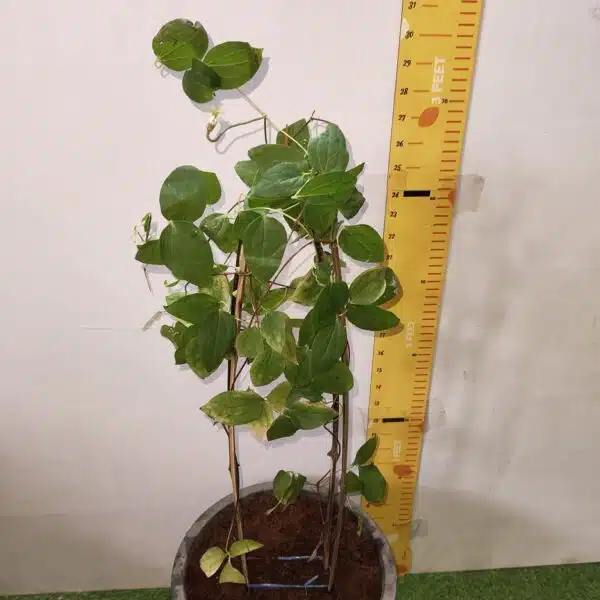 Clematies (Purple Flower) - Image 7