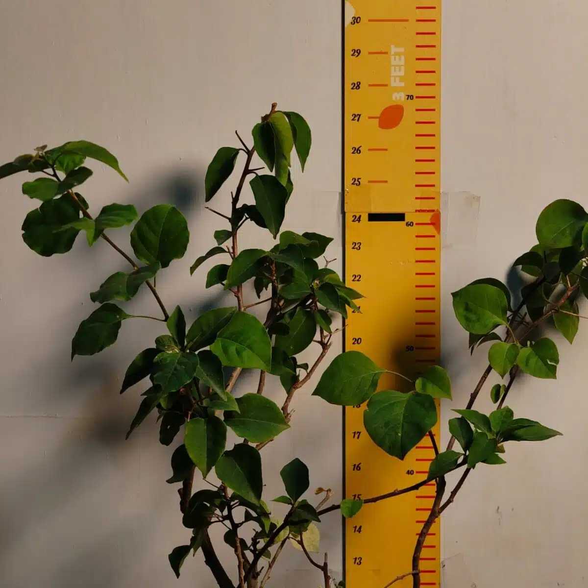 Bougainvillea (Paperflower) Multicolor Grafted Plant (4-5Colors) - Image 4