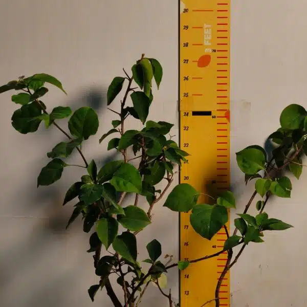 Bougainvillea (Paperflower) Multicolor Grafted Plant (4-5Colors) - Image 4