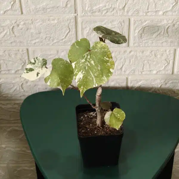 Hibiscus Tiliaceus (Sea Hibiscus) Variegated - Image 7