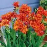 Freesia Refracta Double Bloom (Orange)