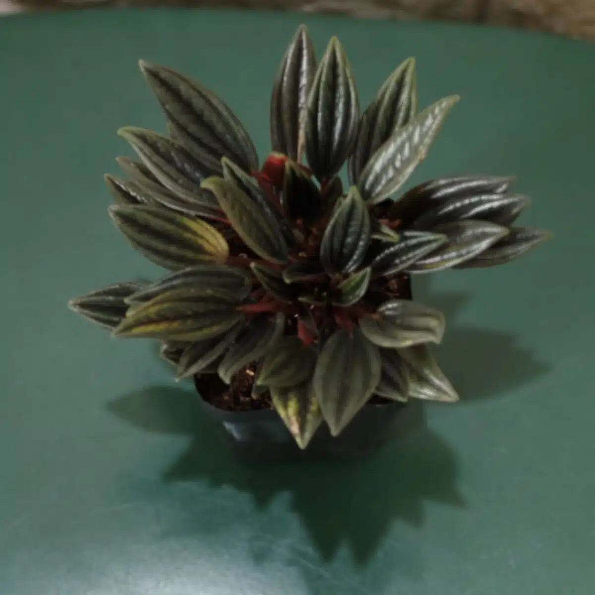 Buy Peperomia caperata “Rosso” - Compact Houseplant | Add Elegance to Your Space - Image 3