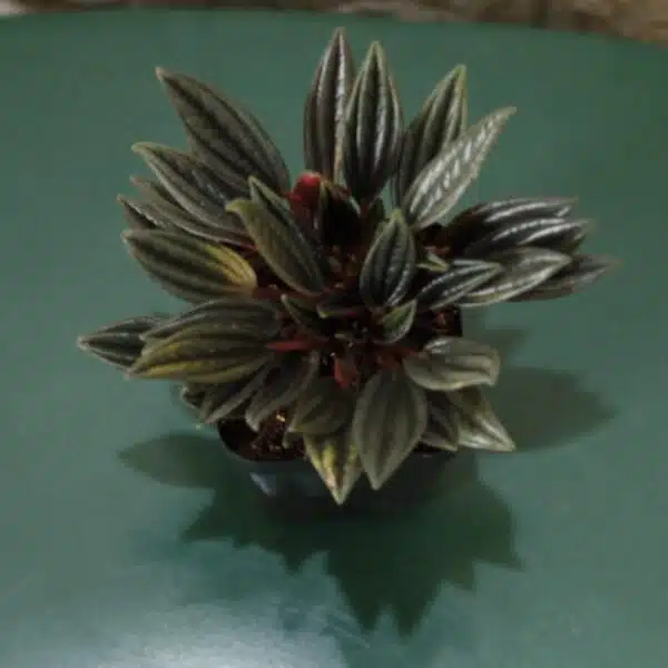 Buy Peperomia caperata “Rosso” - Compact Houseplant | Add Elegance to Your Space - Image 3