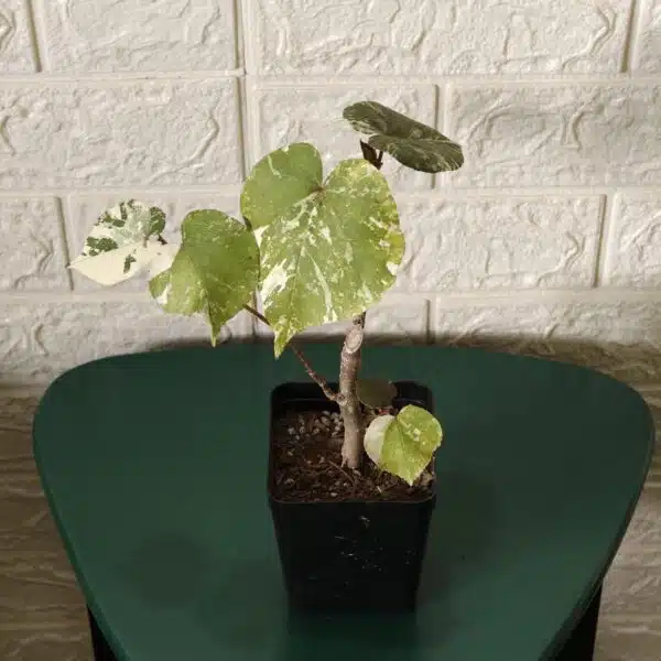 Hibiscus Tiliaceus (Sea Hibiscus) Variegated - Image 8