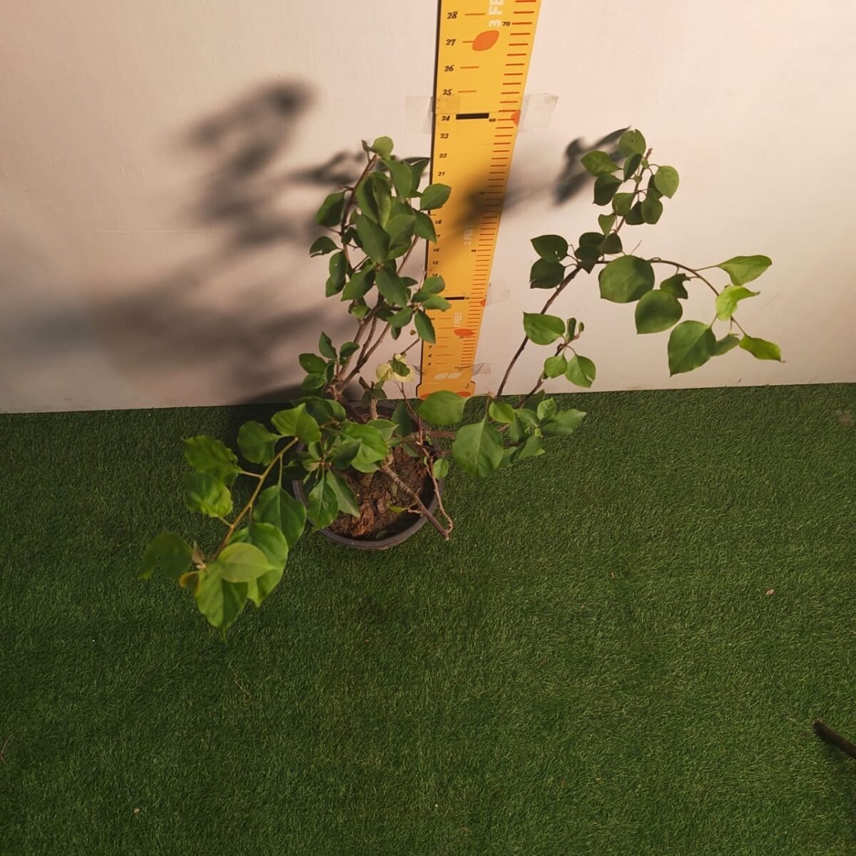 Bougainvillea Multicolor Grafted Plant (4-5Colors) - Image 6