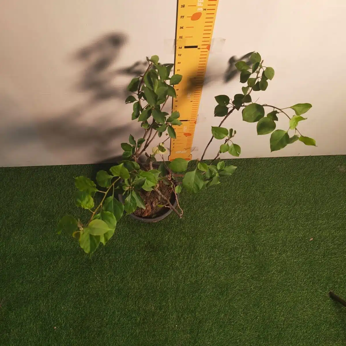 Bougainvillea (Paperflower) Multicolor Grafted Plant (4-5Colors) - Image 6