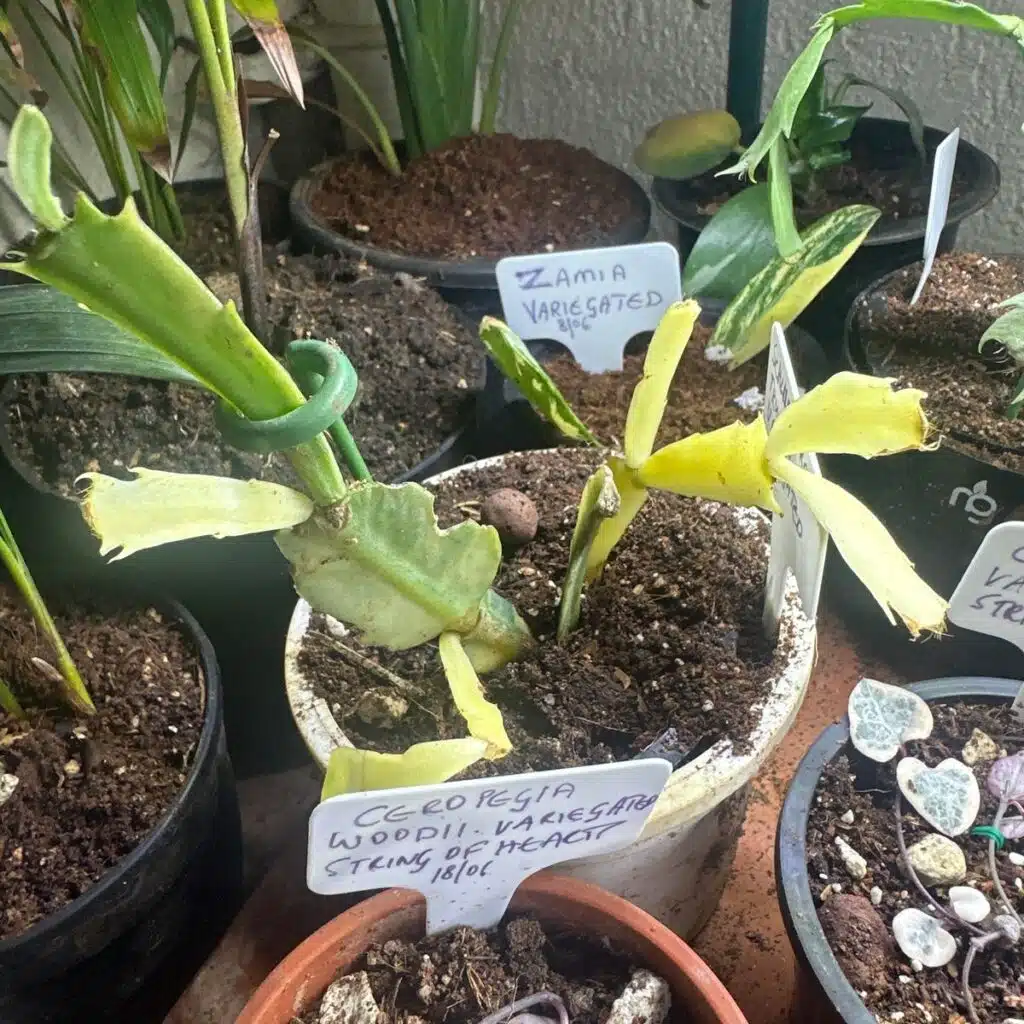Schlumbergera truncata (Thanksgiving Cactus) Variegated Plant - PlantsHub