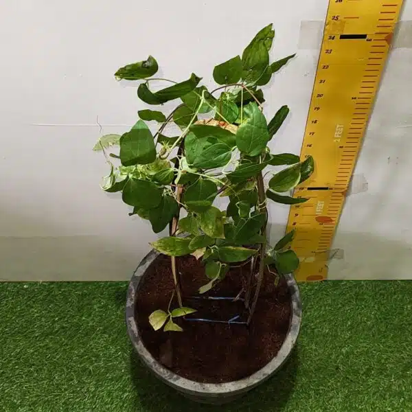 Clematies (Purple Flower) - Image 8