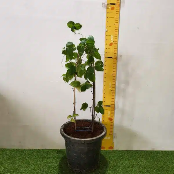 Clematies (Purple Flower) - Image 4