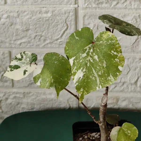 Hibiscus Tiliaceus (Sea Hibiscus) Variegated - Image 3