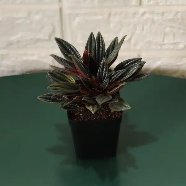 Buy Peperomia caperata “Rosso” - Compact Houseplant | Add Elegance to Your Space - Image 2