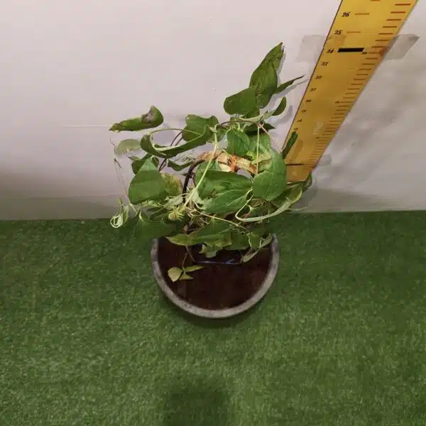 Clematies (Purple Flower) - Image 9