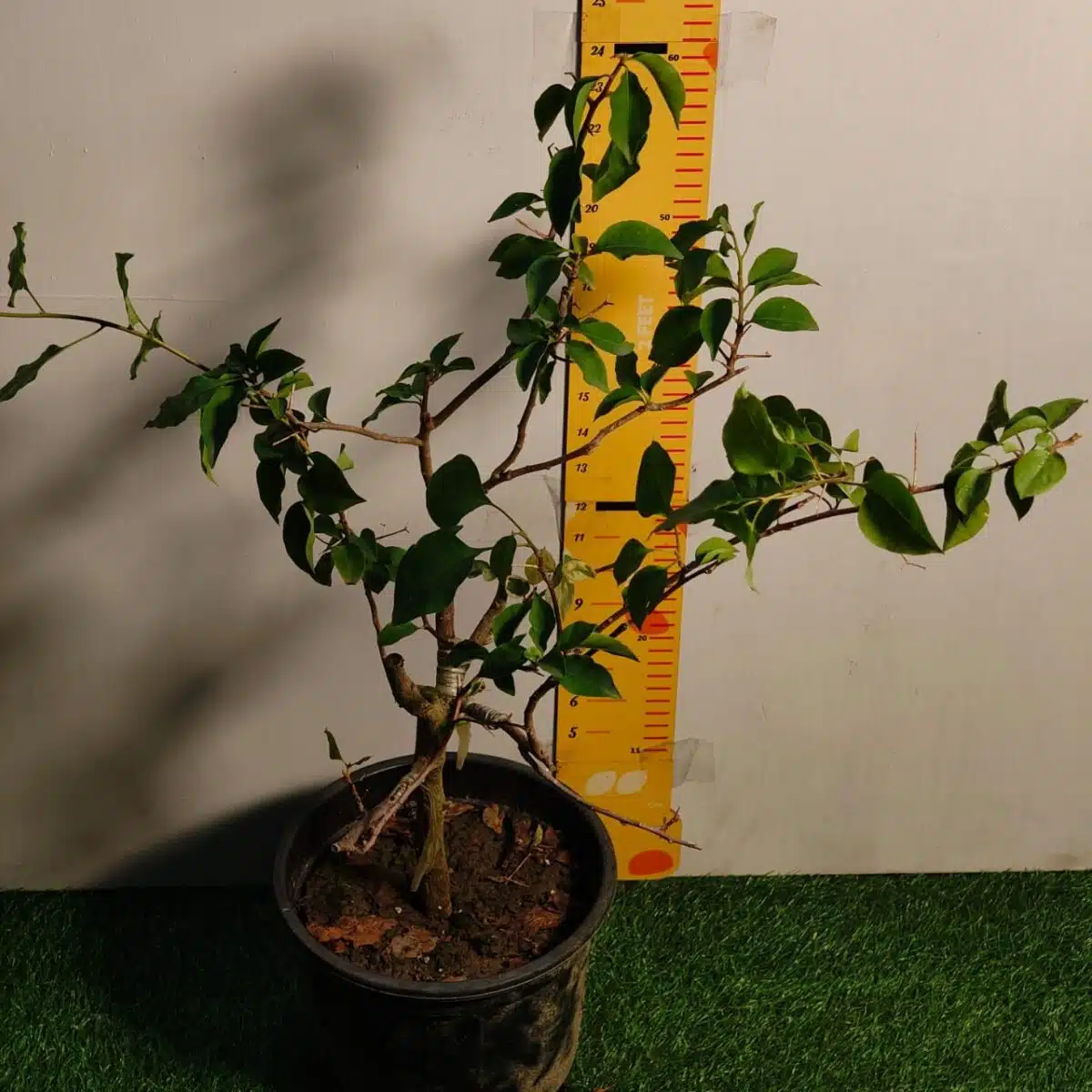 Bougainvillea (Paperflower) Multicolor Grafted Plant (4-5Colors) - Image 3