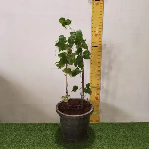 Clematies (Purple Flower) - Image 2