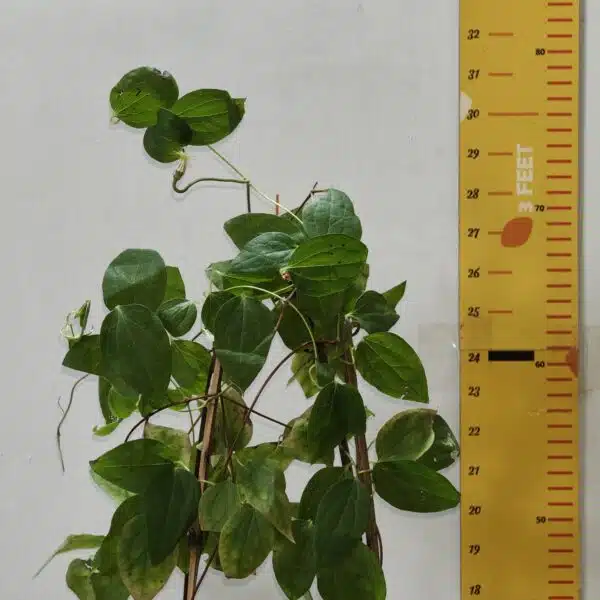 Clematies (Purple Flower) - Image 10