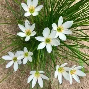 Rain Lily White (Zephyranthes Candida)  Flower Bulb - Image 2