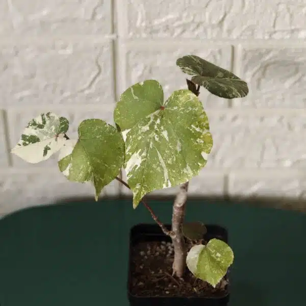 Hibiscus Tiliaceus (Sea Hibiscus) Variegated - Image 9