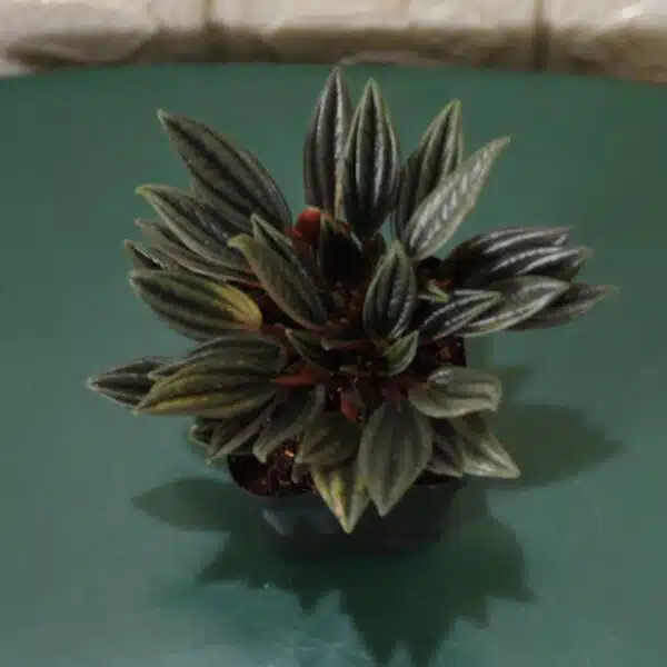 Buy Peperomia caperata “Rosso” - Compact Houseplant | Add Elegance to Your Space - Image 5