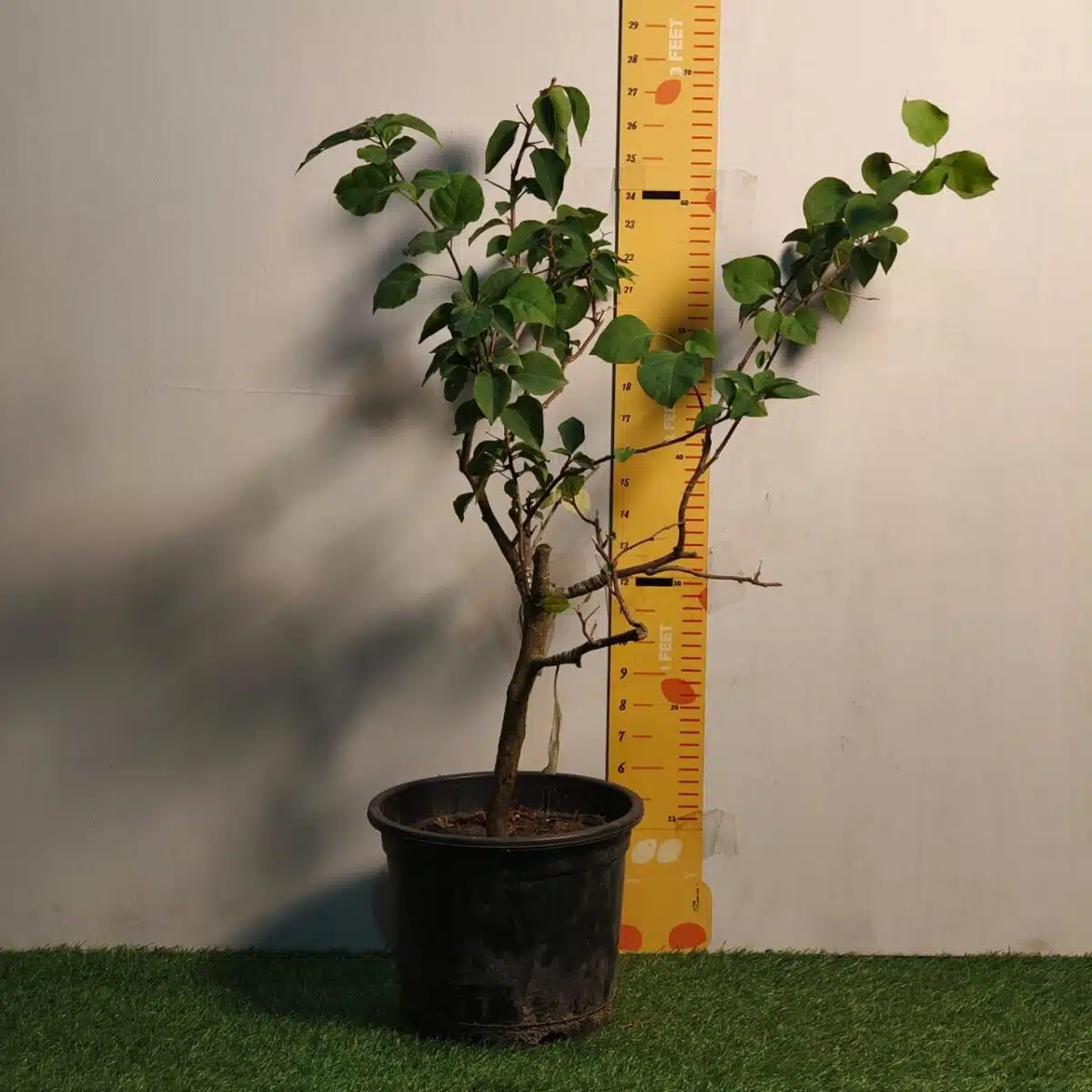 Bougainvillea (Paperflower) Multicolor Grafted Plant (4-5Colors) - Image 2