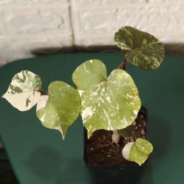 Hibiscus Tiliaceus (Sea Hibiscus) Variegated - Image 10