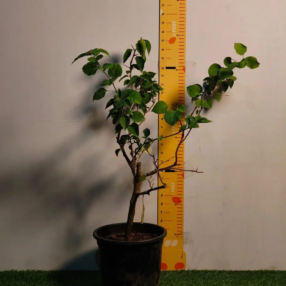 Bougainvillea (Paperflower) Multicolor Grafted Plant (4-5Colors) - Image 7