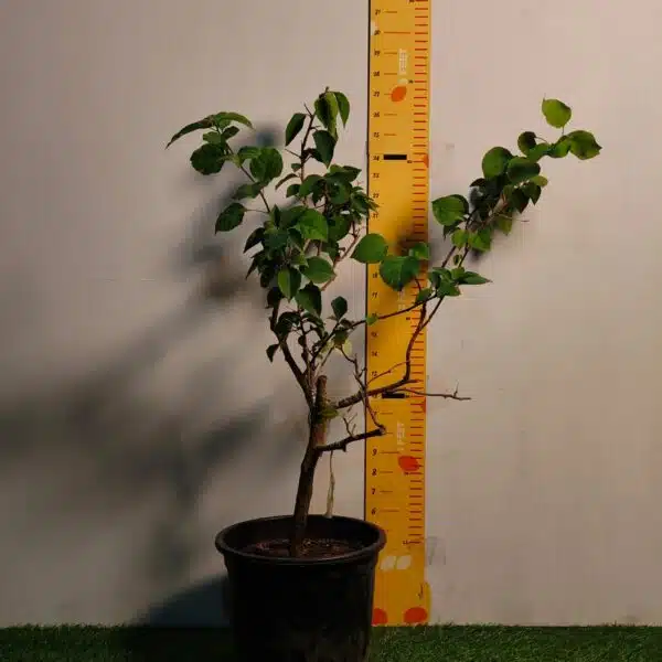 Bougainvillea (Paperflower) Multicolor Grafted Plant (4-5Colors) - Image 7