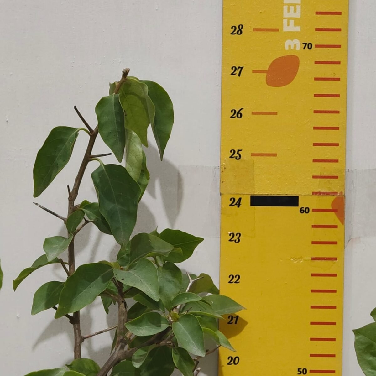Bougainvillea Multicolor Grafted Plant (4-5Colors) - Image 9
