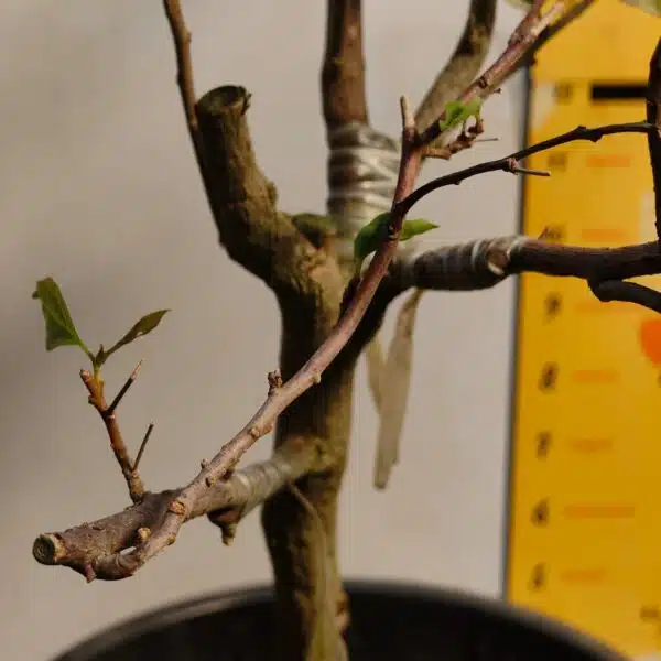 Bougainvillea (Paperflower) Multicolor Grafted Plant (4-5Colors) - Image 5