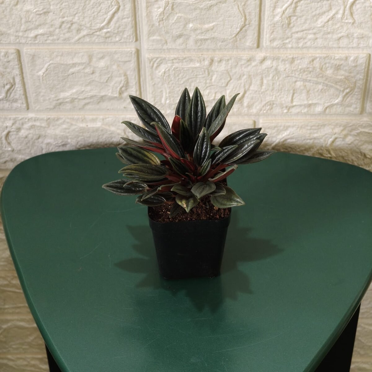 Buy Peperomia caperata “Rosso” - Compact Houseplant | Add Elegance to Your Space - Image 6