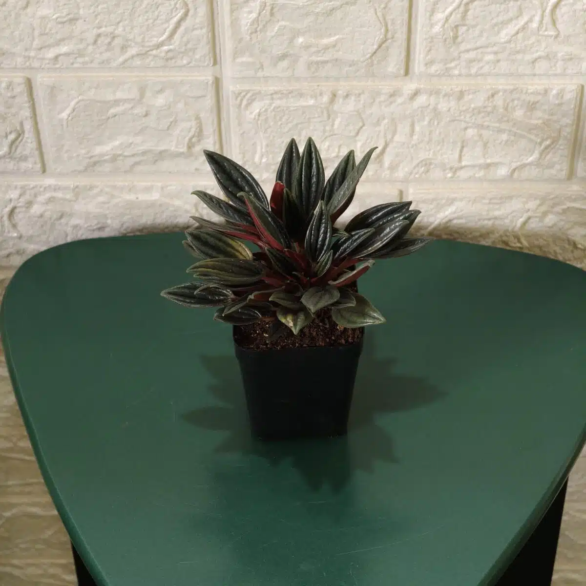 Buy Peperomia caperata “Rosso” - Compact Houseplant | Add Elegance to Your Space - Image 6