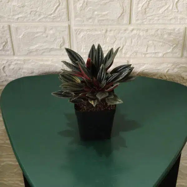 Buy Peperomia caperata “Rosso” - Compact Houseplant | Add Elegance to Your Space - Image 6