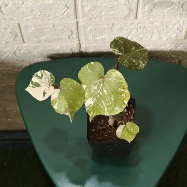 Hibiscus Tiliaceus (Sea Hibiscus) Variegated - Image 2