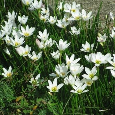 Rain Lily (Zephyranthes Candida) White Flower Bulb