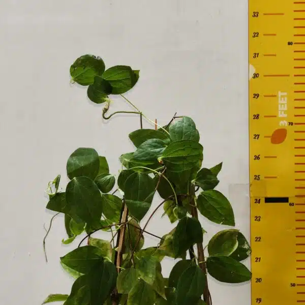 Clematies (Purple Flower) - Image 11