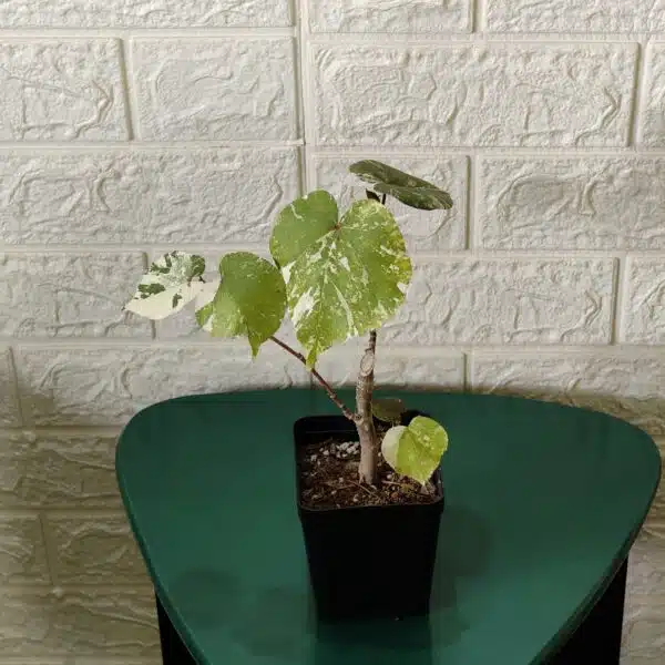 Hibiscus Tiliaceus (Sea Hibiscus) Variegated - Image 6