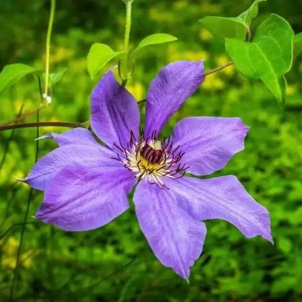 Clematies (Purple Flower)