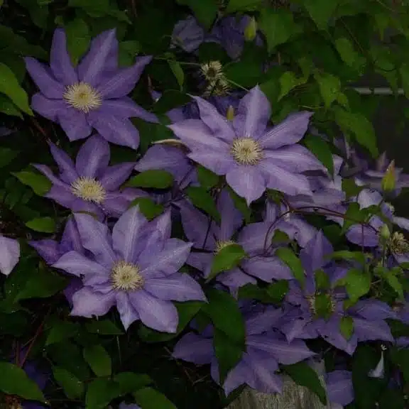 Clematies (Purple Flower) - Image 12