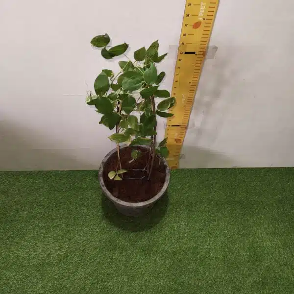 Clematies (Purple Flower) - Image 6