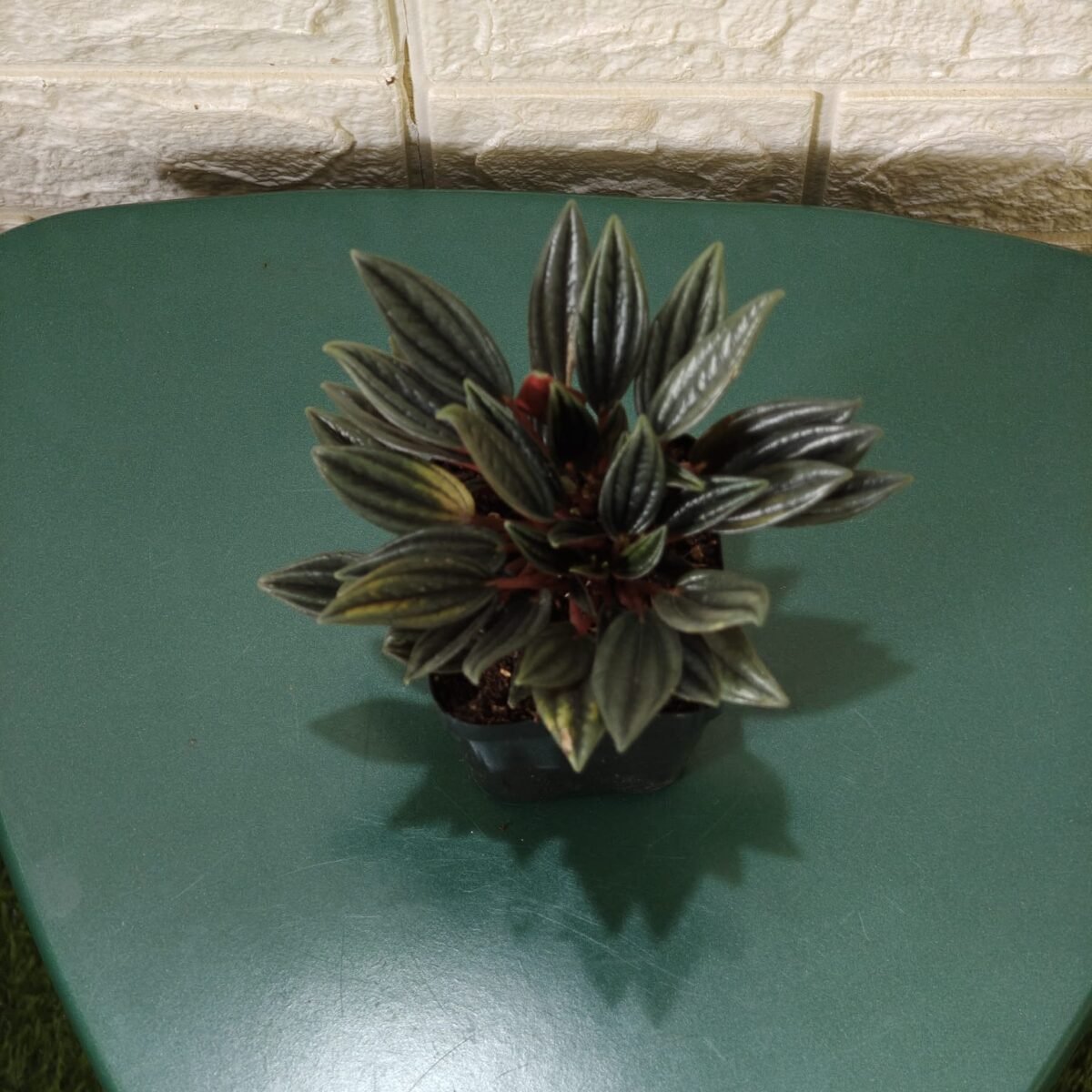 Buy Peperomia caperata “Rosso” - Compact Houseplant | Add Elegance to Your Space - Image 4