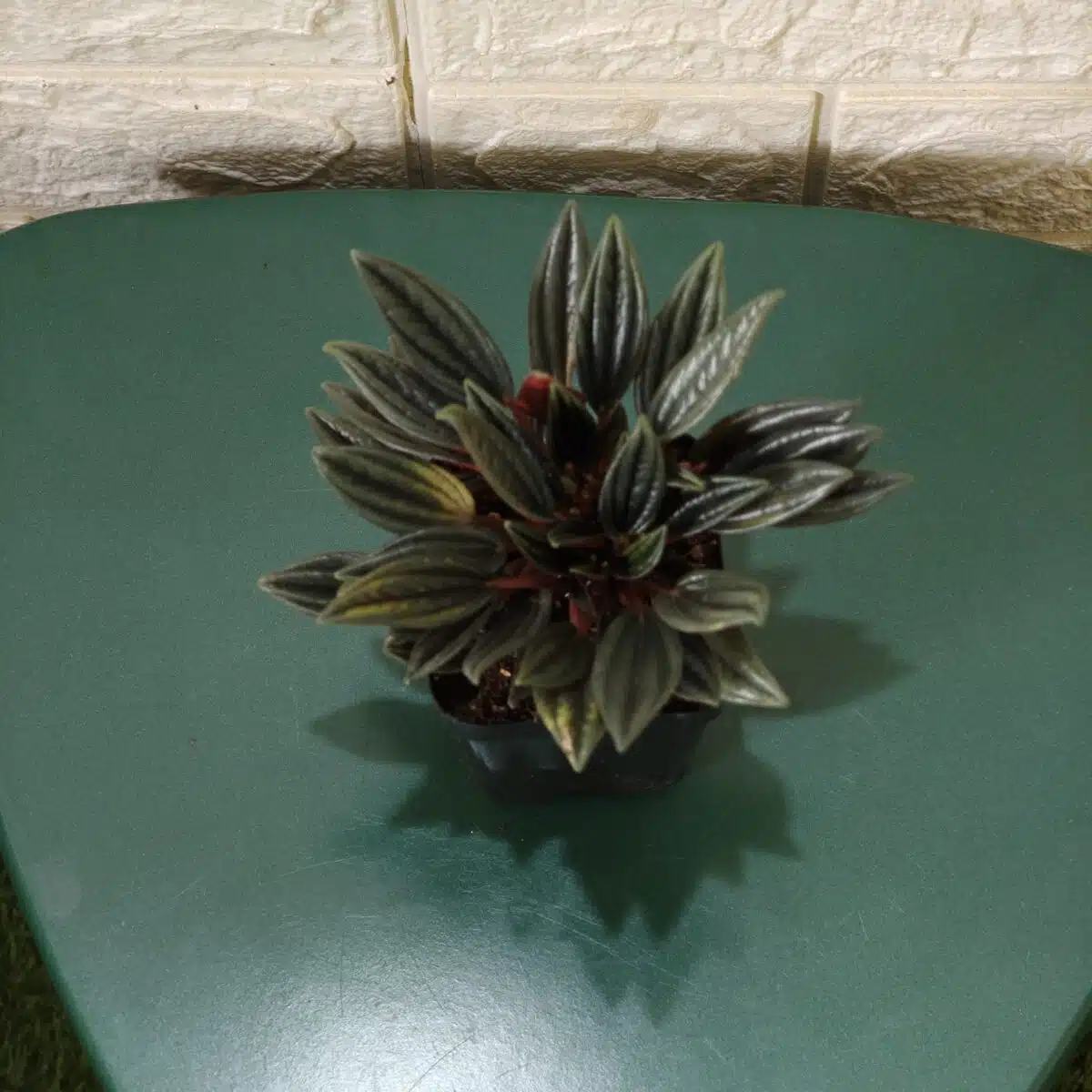 Buy Peperomia caperata “Rosso” - Compact Houseplant | Add Elegance to Your Space - Image 4