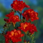 Freesia Refracta Double Bloom (Red)