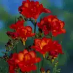 Freesia Refracta Double Bloom (Red)