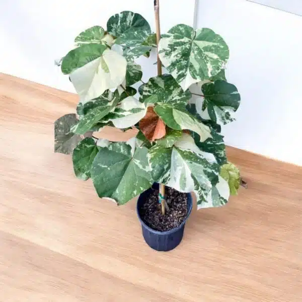 Hibiscus Tiliaceus (Sea Hibiscus) Variegated