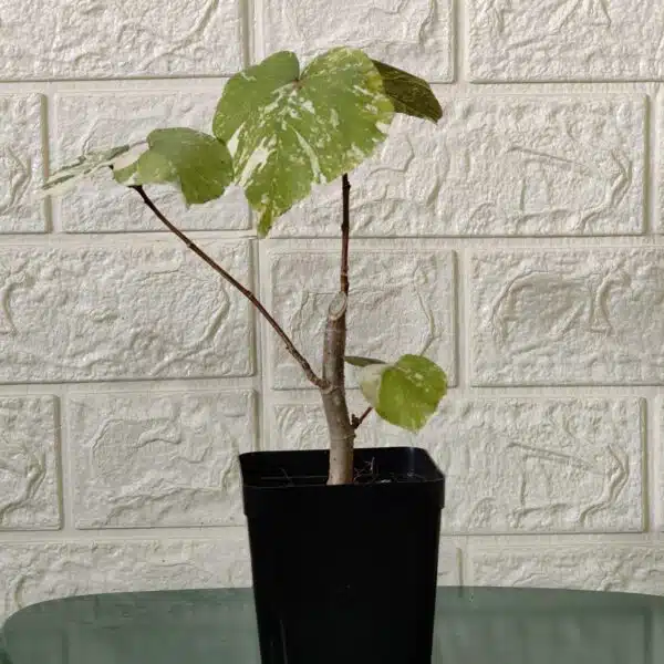 Hibiscus Tiliaceus (Sea Hibiscus) Variegated - Image 12