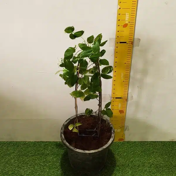 Clematies (Purple Flower) - Image 5