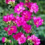 Freesia Refracta Double Bloom (Pink)
