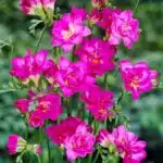 Freesia Refracta Double Bloom (Pink)