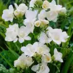 Freesia Refracta Double Bloom (White)