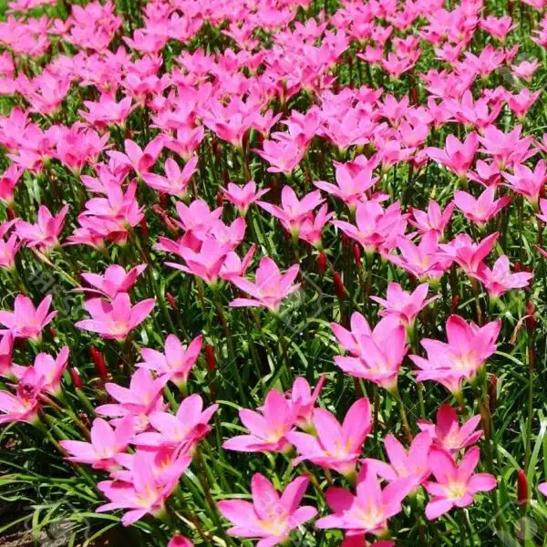 Rain Lily (Zephyranthes Rosea) Pink Flower Bulb - Image 2